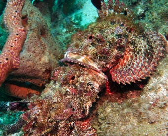 Scorpion Fish fighting